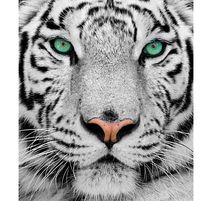 Poster adhesivo reposicionable: Tigre Blanco - Tienda Pasquín