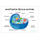 Póster adhesivo y reposicionable: Anatomía celular animal - Tienda Pasquín