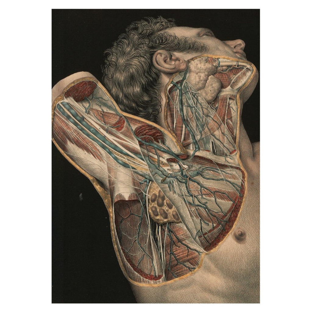 Poster adhesivo y reposicionable: Anatomía humana - Tienda Pasquín