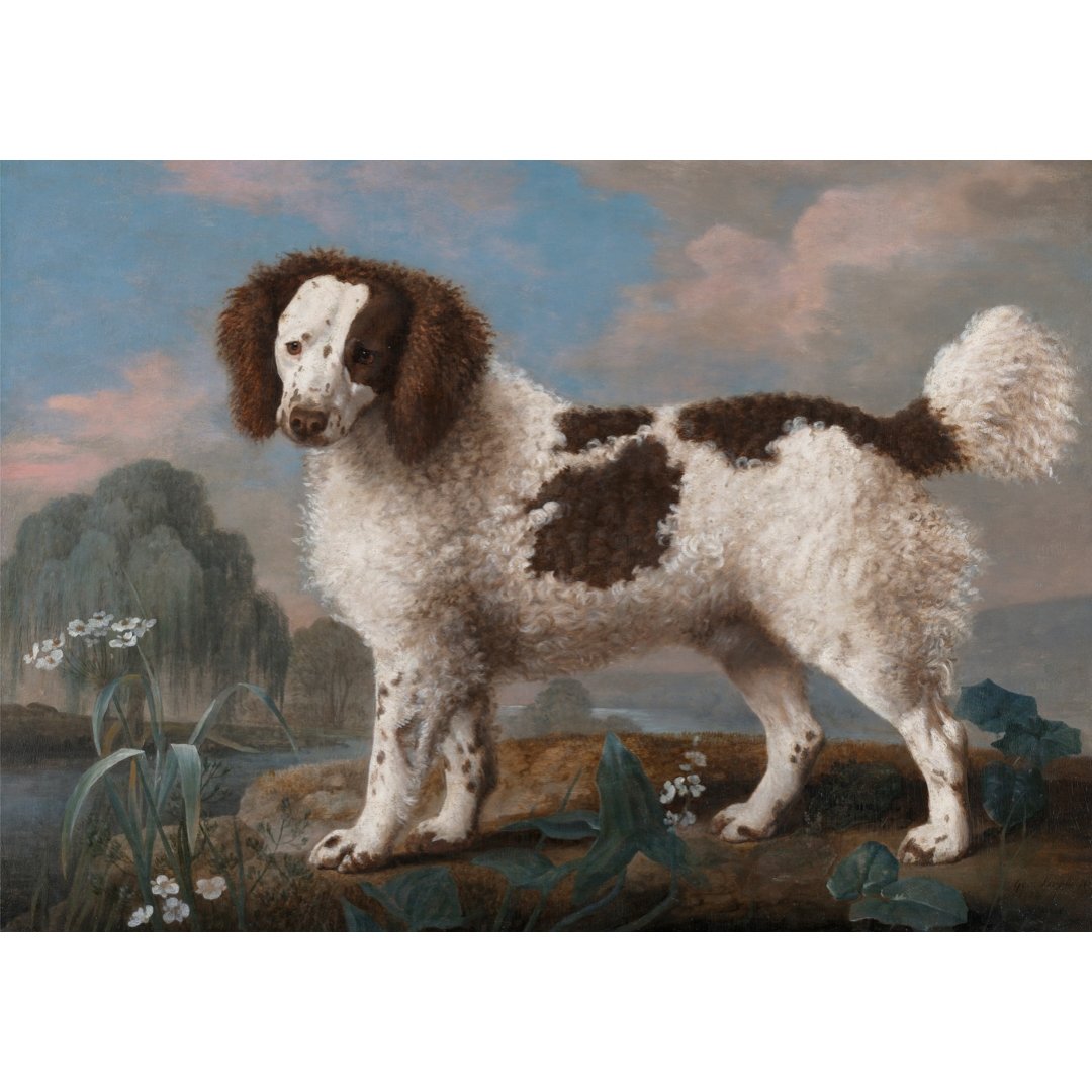 Poster adhesivo y reposicionable: Perro blanco y marrón de George Stubbs - Tienda Pasquín