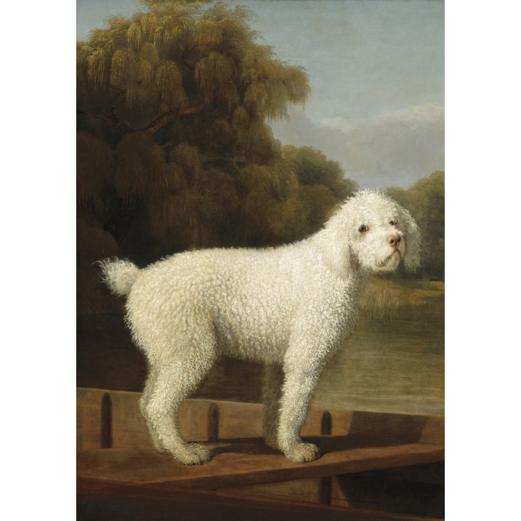 Poster adhesivo y reposicionable: Perro poodle blanco de George Stubbs - Tienda Pasquín