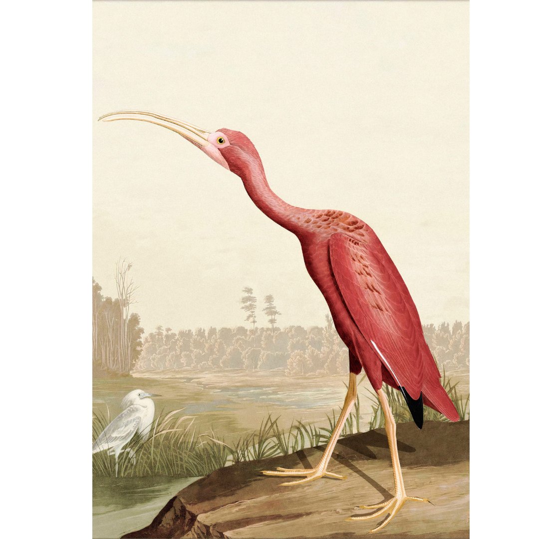 Poster adhesivos y reposicionables: Pájaros Ibis - Tienda Pasquín