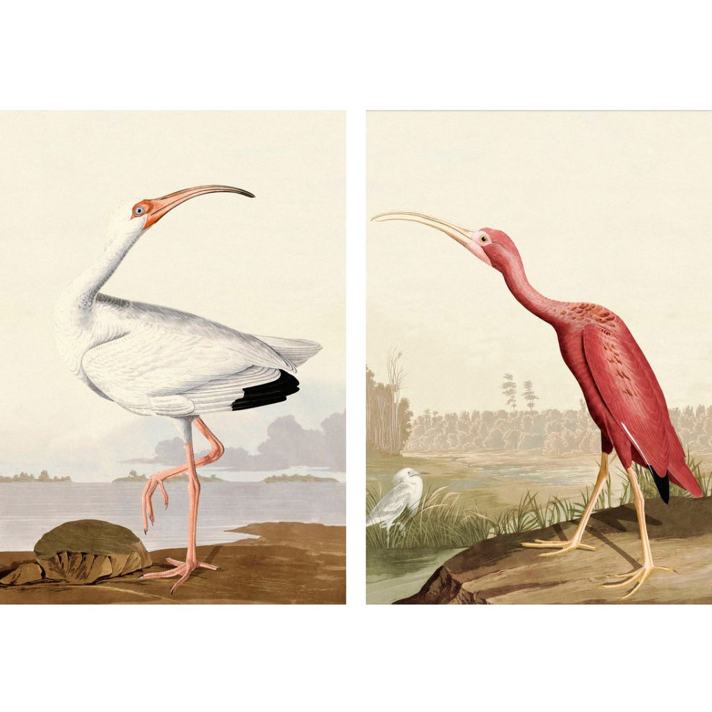 Poster adhesivos y reposicionables: Pájaros Ibis - Tienda Pasquín