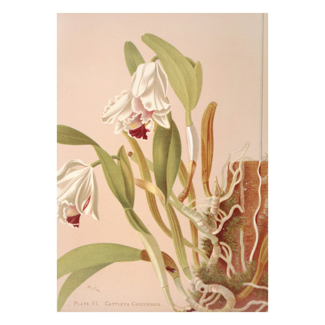 Póster y Mini poster adhesivo y reposicionable: Cattleya Chocoensis flor de Harriet Stewart Miner - Tienda Pasquín