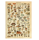Set 2 póster Adhesivos Reposicionables Vintage: Mariposas y Fungi - Tienda Pasquín